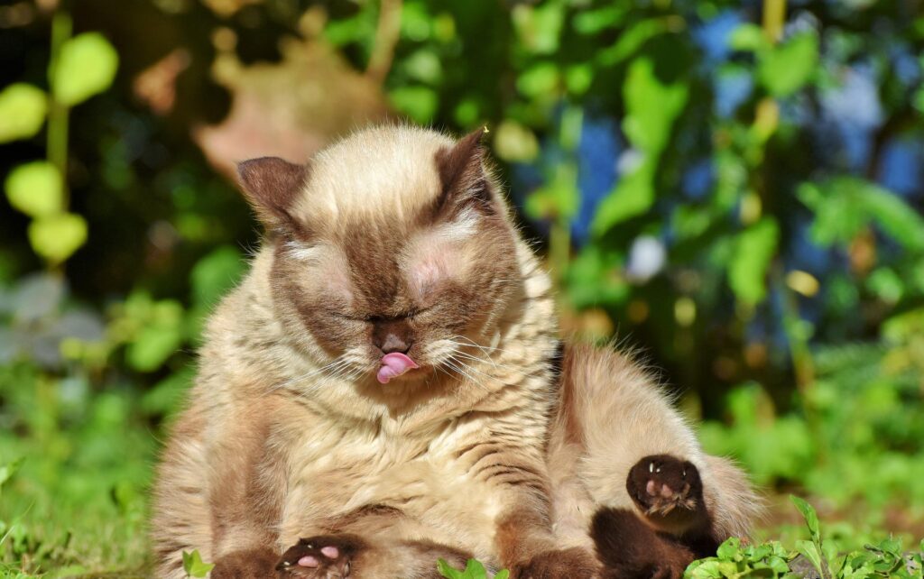 what to feed a cat with no teeth
