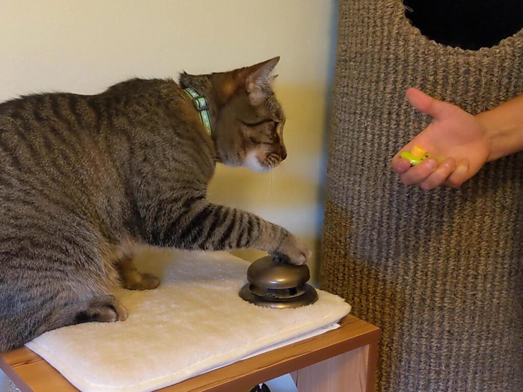 clicker train your cat