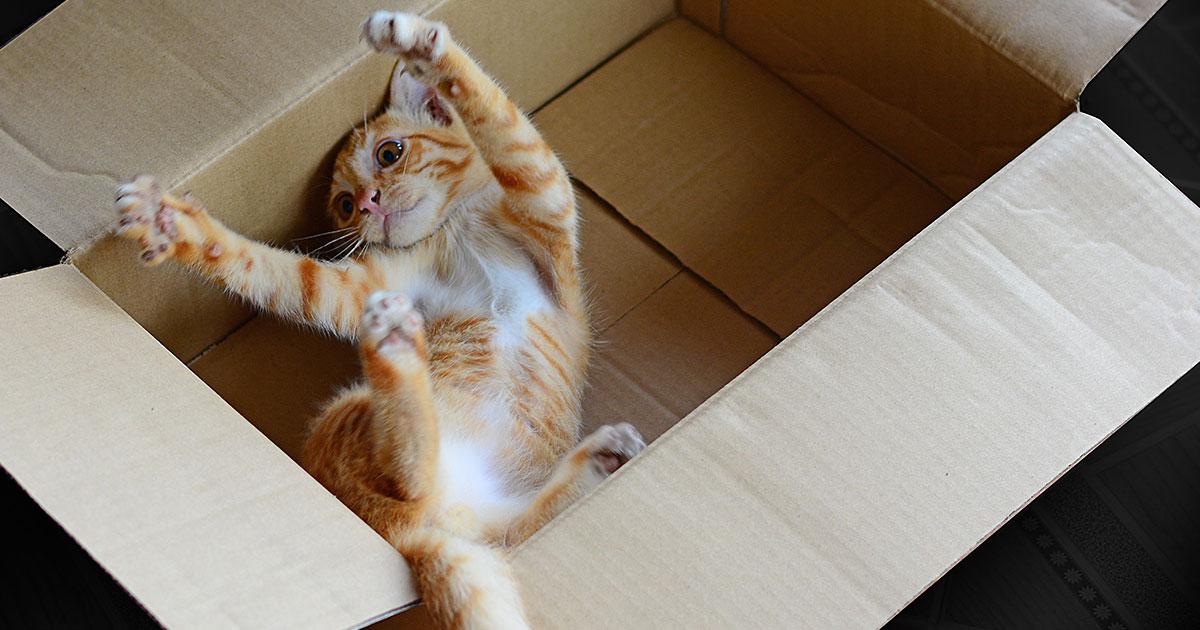 cats boxes