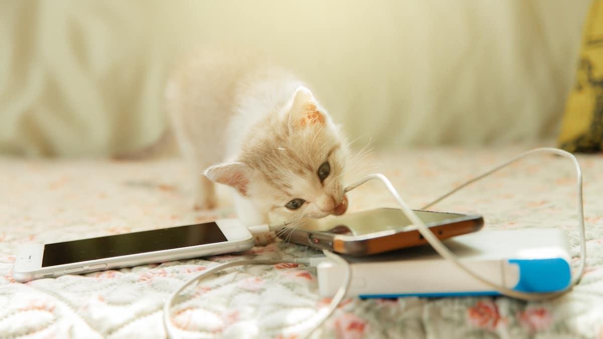 cats chewing cords