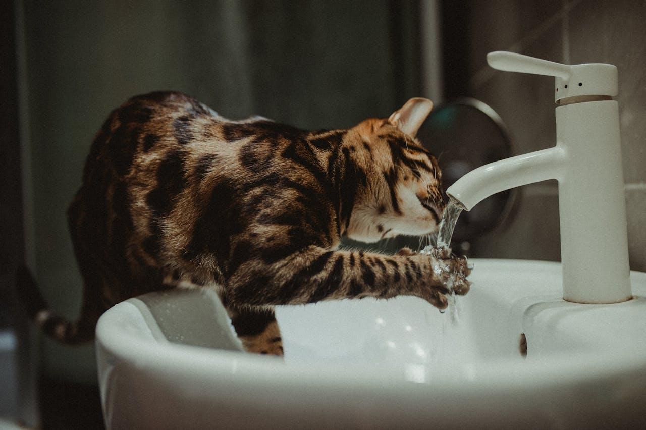 tap water for cats