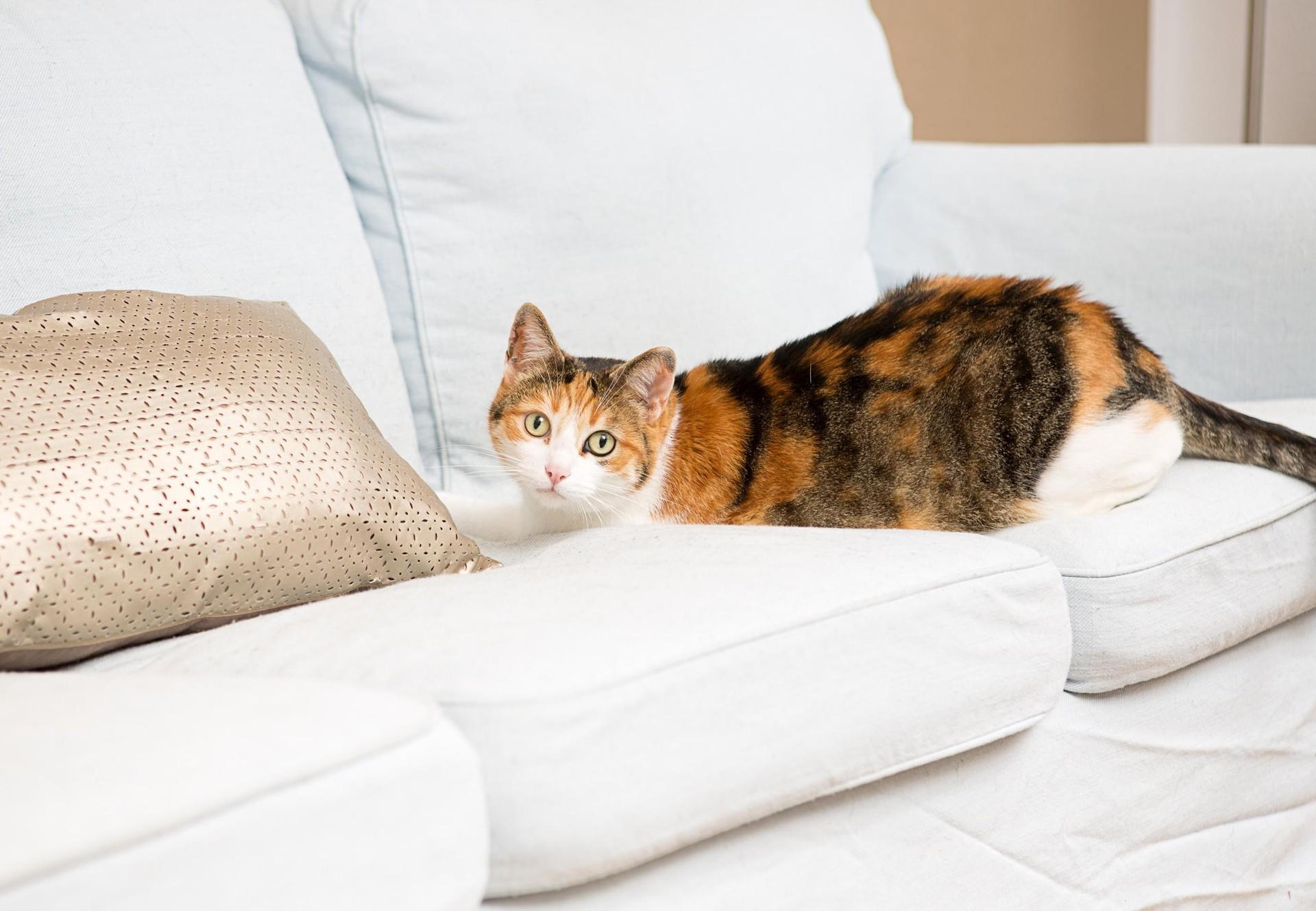 cat-friendly home