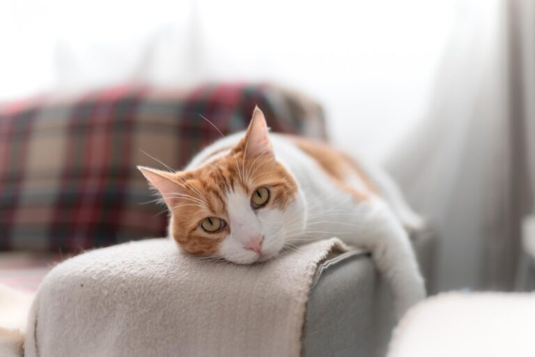 12. Can Cats Get Lonely? Signs and Solutions