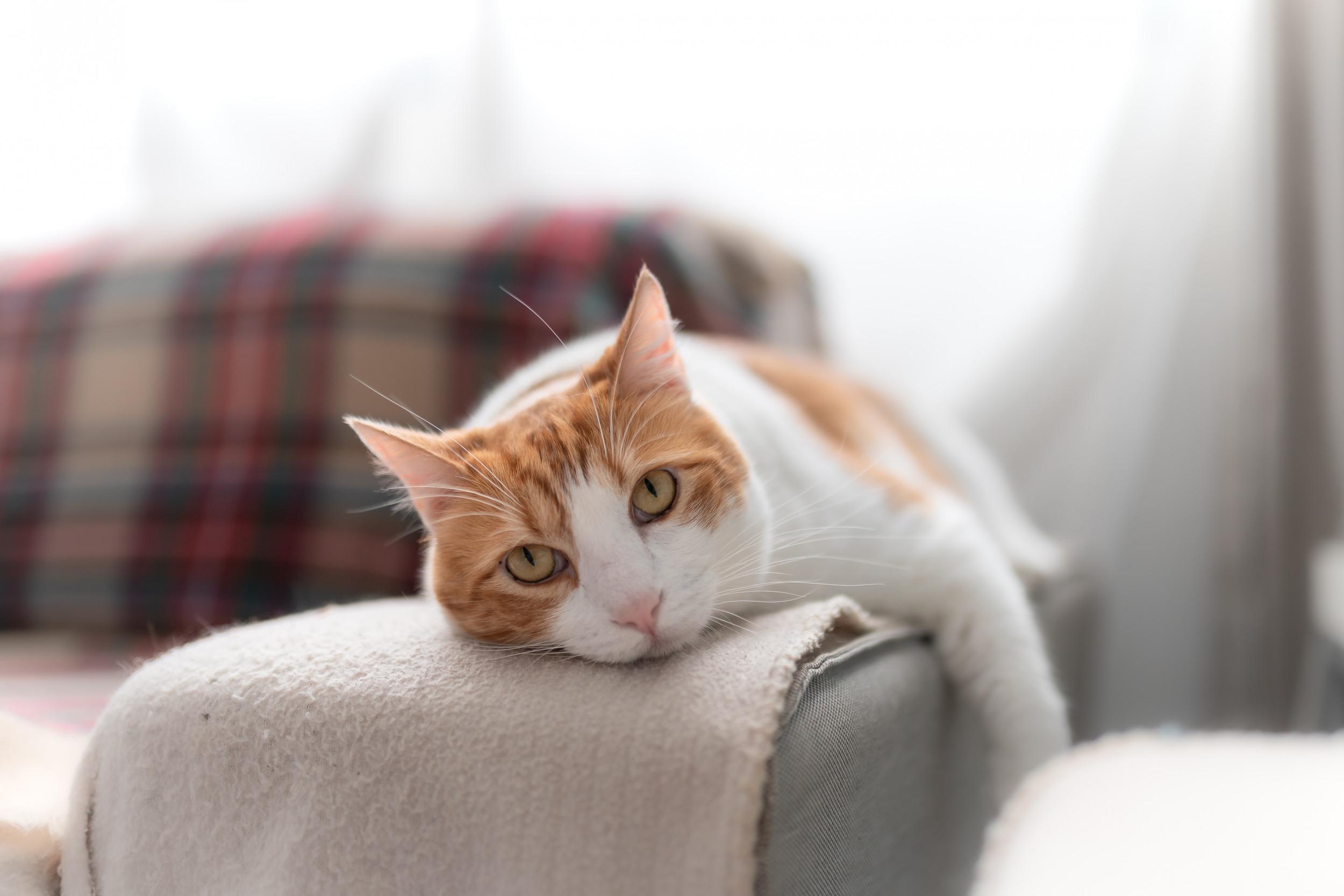 12. Can Cats Get Lonely? Signs and Solutions