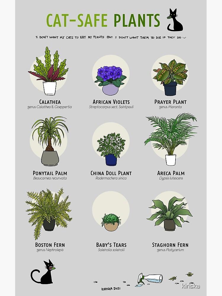 3. The Best Indoor Plants That Are Safe for Cats