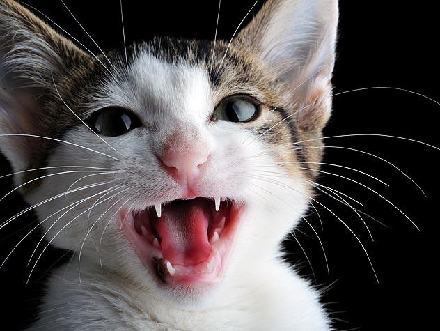 21. Why Does My Cat Meow So Much? Common Reasons