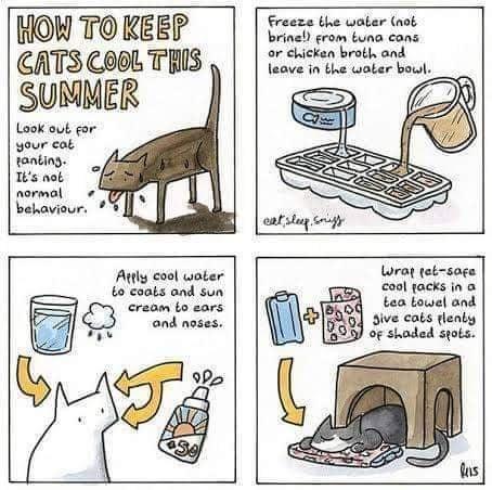29. How to Keep Your Cat Cool in Hot Weather