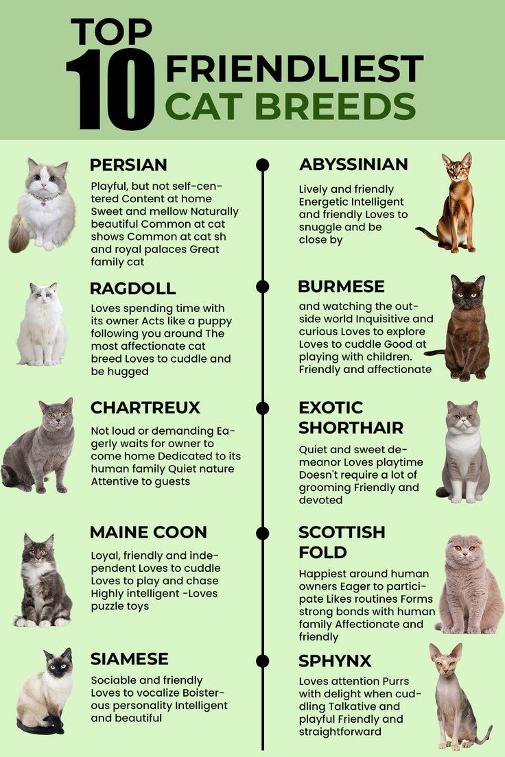 10. Top 5 Cat Breeds That Love Human Attention