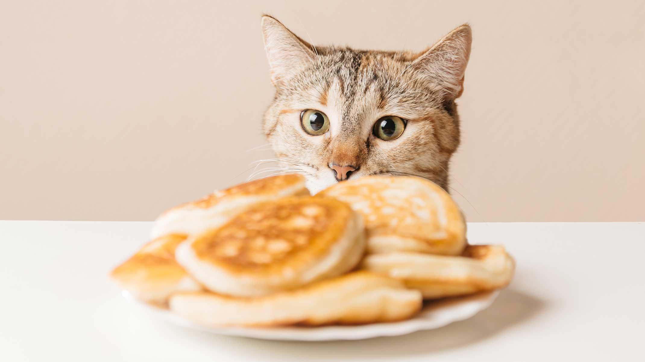 25. Can Cats Eat Human Food? What’s Safe and What’s Not