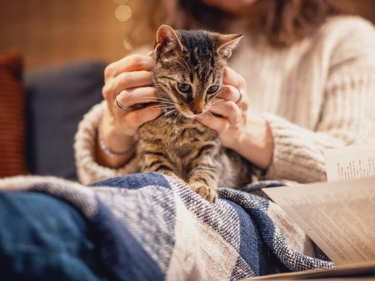 14. Why Does My Cat Knead Me? The Science Behind It