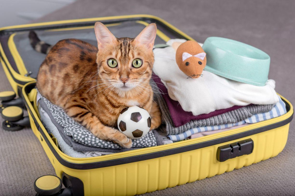 travel with cat