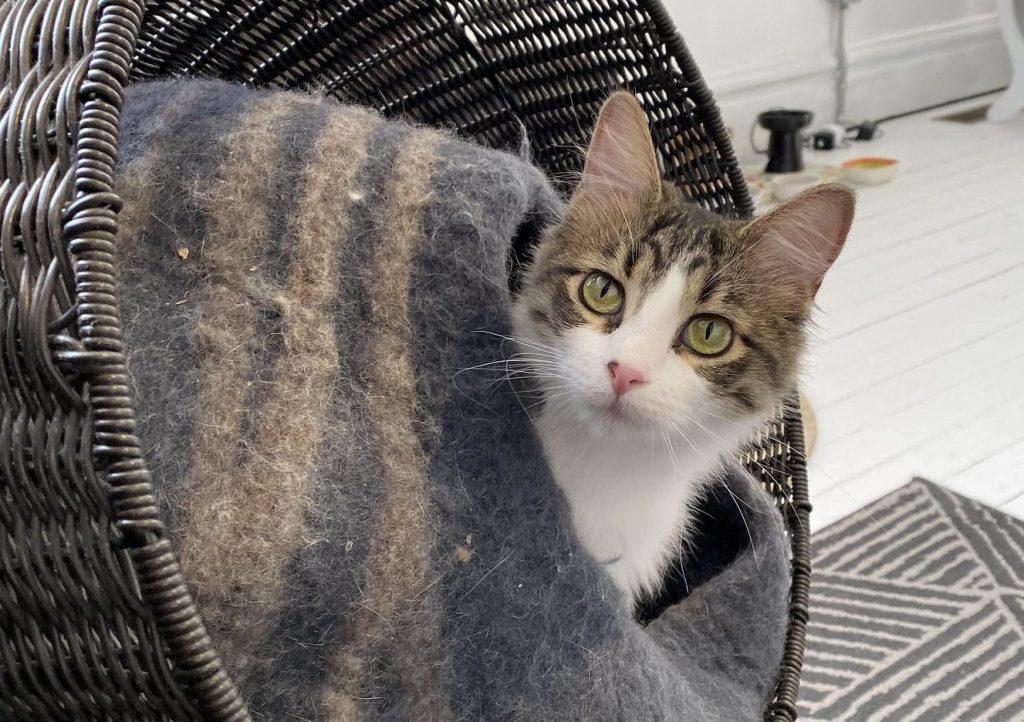 shy rescued cat socialization