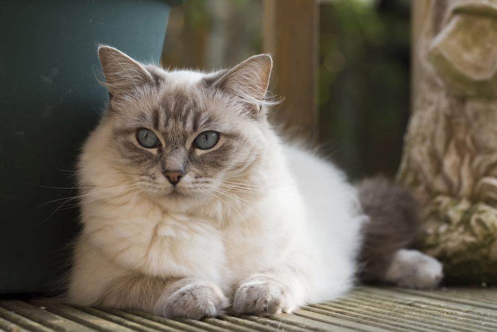 cat breeds that love human attention