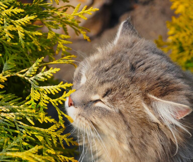 The Best Indoor Plants That Are Safe for Cats