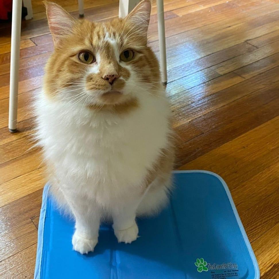 cat cooling
