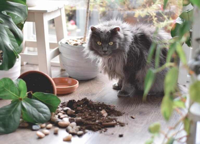 Why Do Cats Knock Things Over?