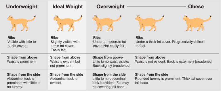 How to Tell If Your Cat is Overweight