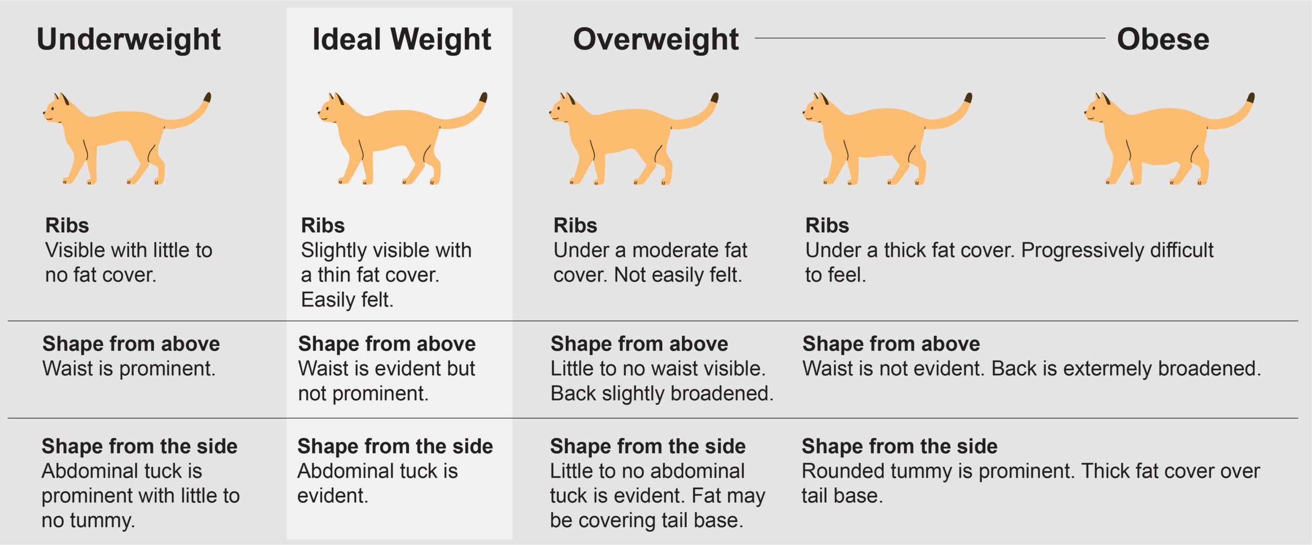 How to Tell If Your Cat is Overweight