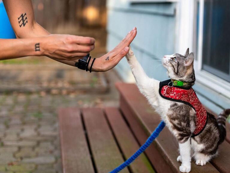 How to Clicker Train Your Cat