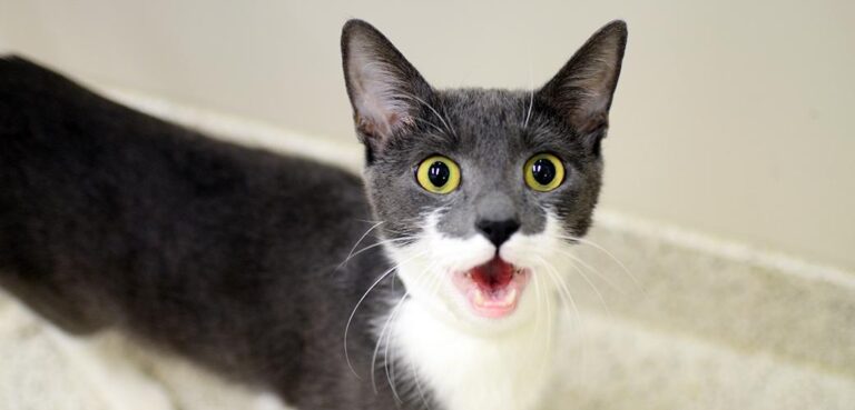 Why Does My Cat Meow So Much?