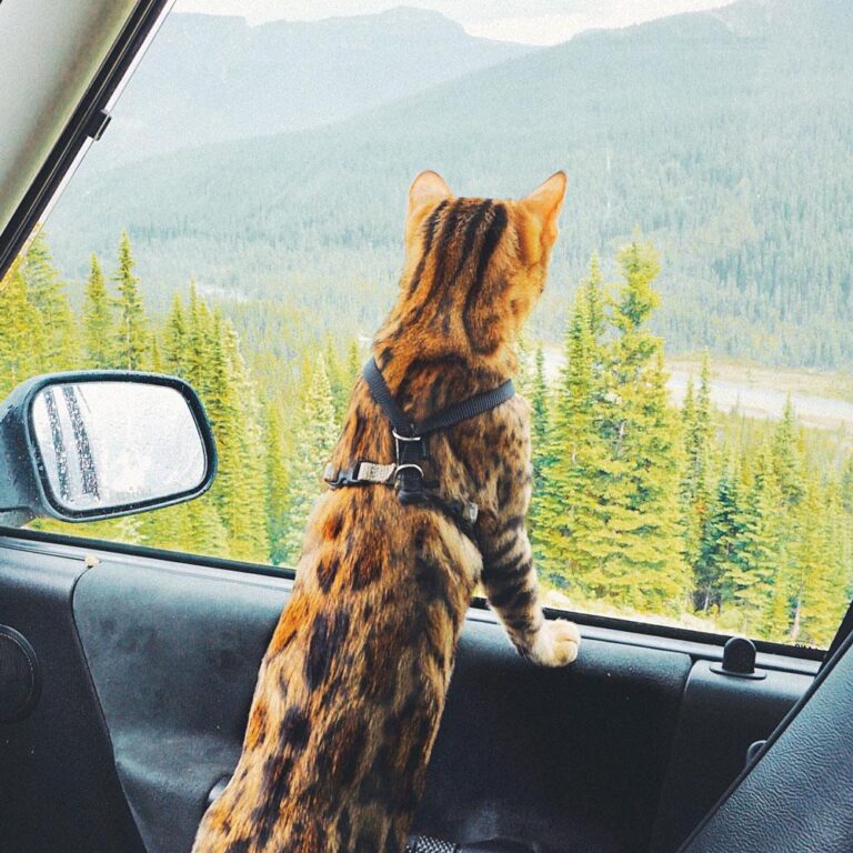 How to Travel with Your Cat Without Stress