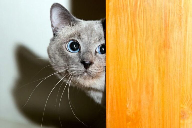 How to Socialize a Shy or Rescued Cat