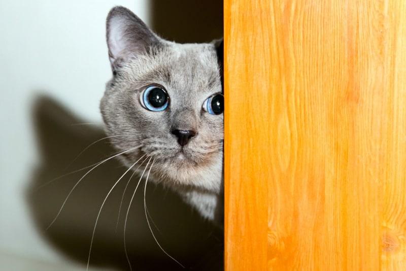 How to Socialize a Shy or Rescued Cat