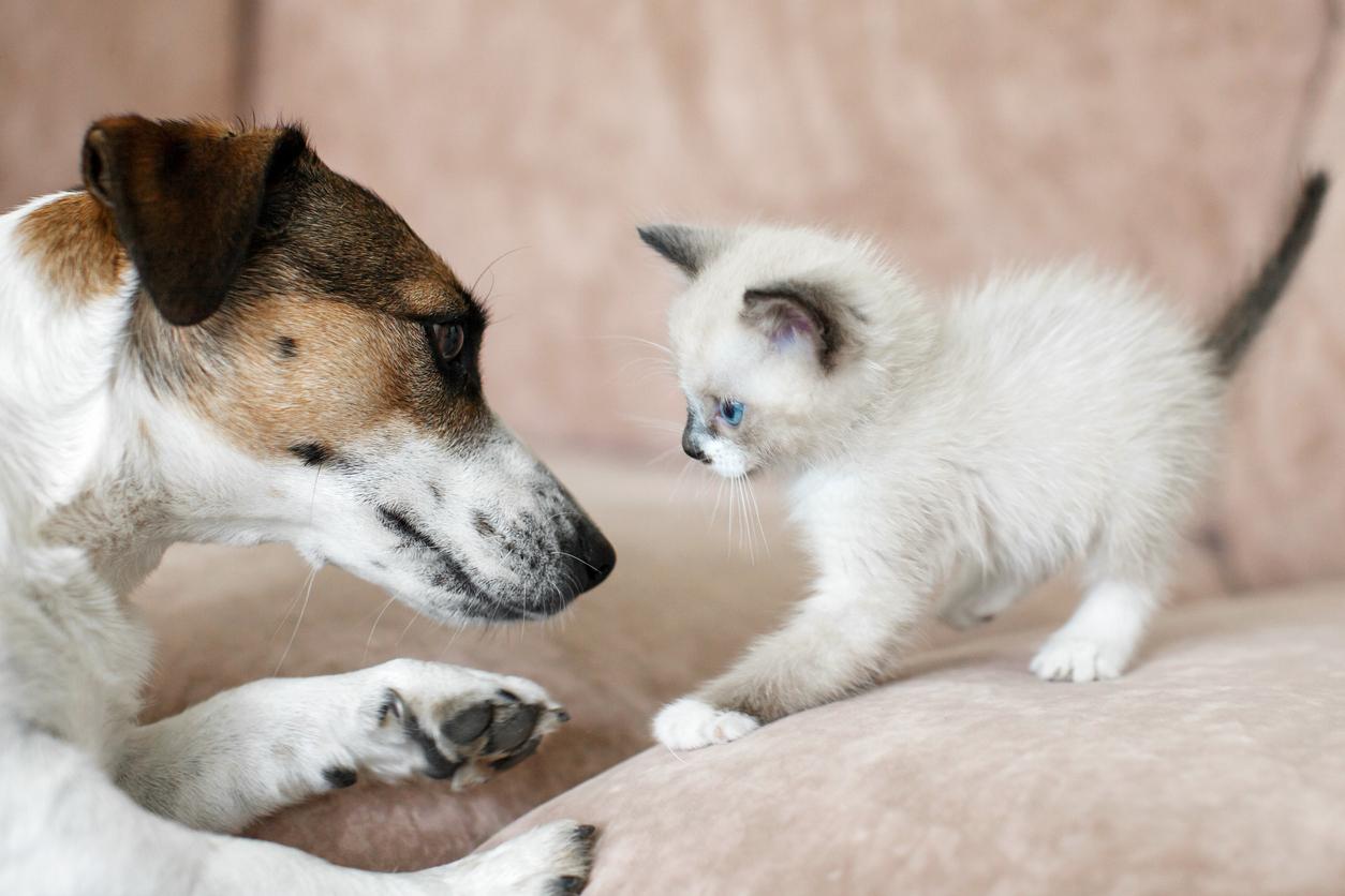 introducing cats to dogs