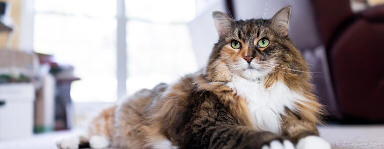 10 Fun Facts About Cats You Didn’t Know