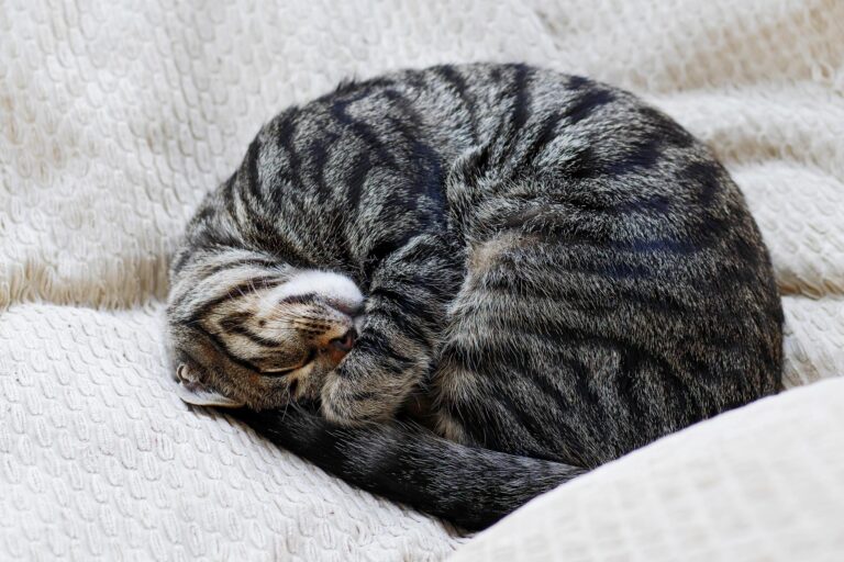 What Your Cat’s Sleeping Position Says About Them