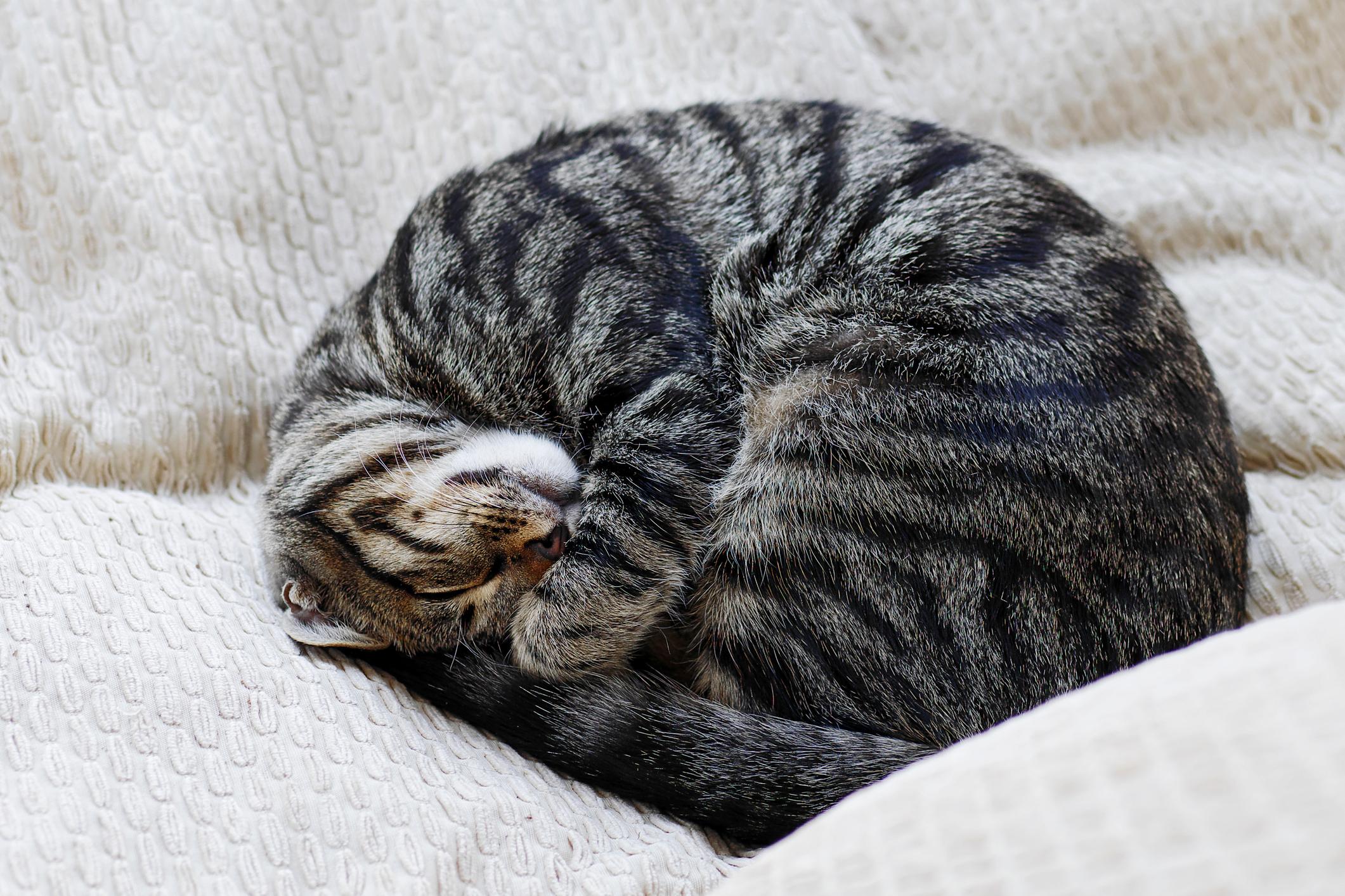 What Your Cat’s Sleeping Position Says About Them