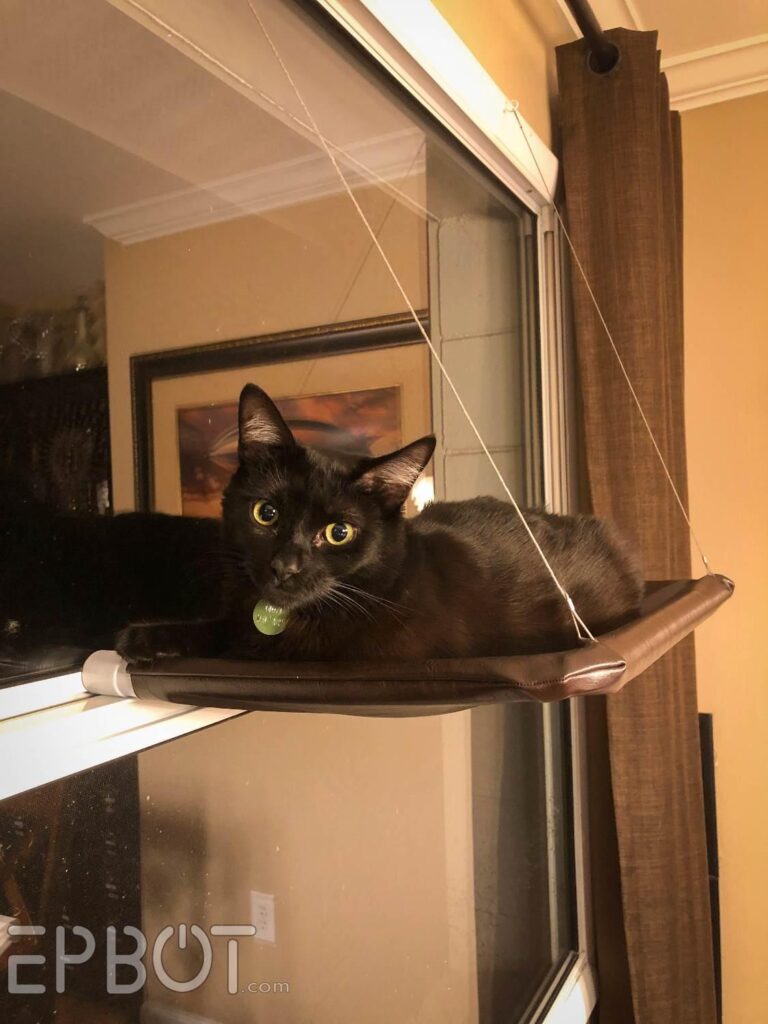 How to Build a DIY Window Perch for Cats
