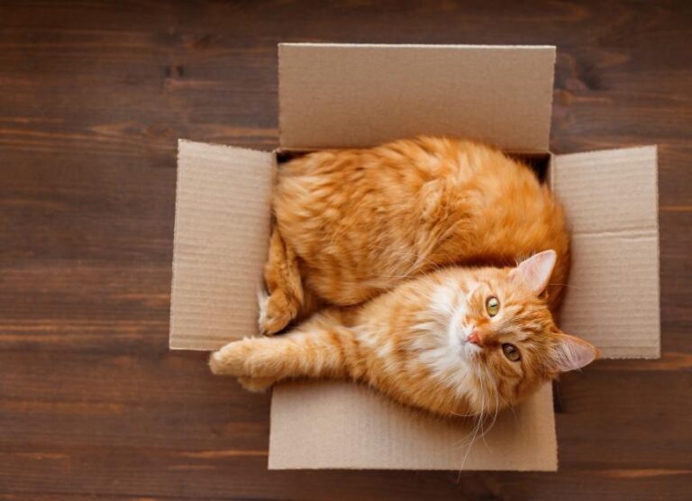 Why Do Cats Like Boxes So Much?