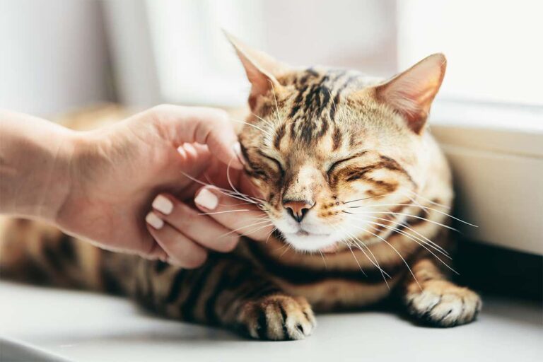 The Science of Cat Purring Explained