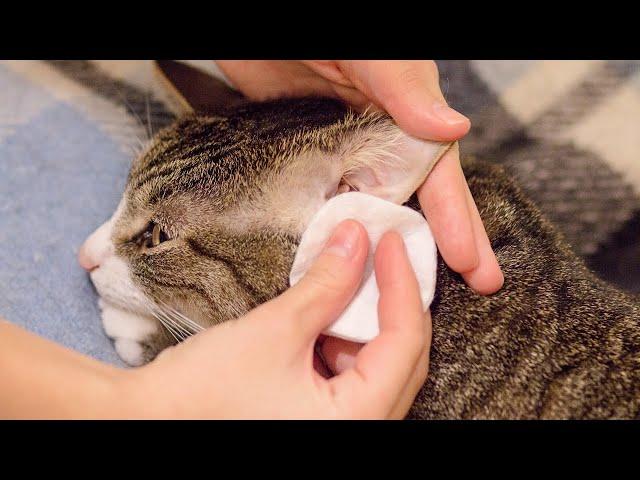 How to Clean Cat Ears Safely at Home