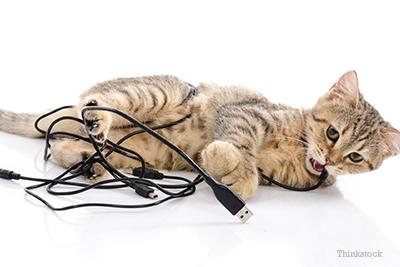 How to Stop Cats from Chewing on Cords