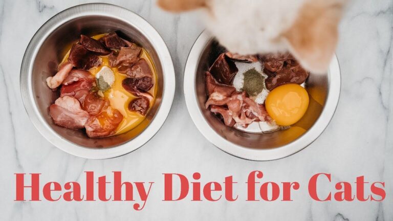 The Truth About Raw Diets for Cats: Pros and Cons