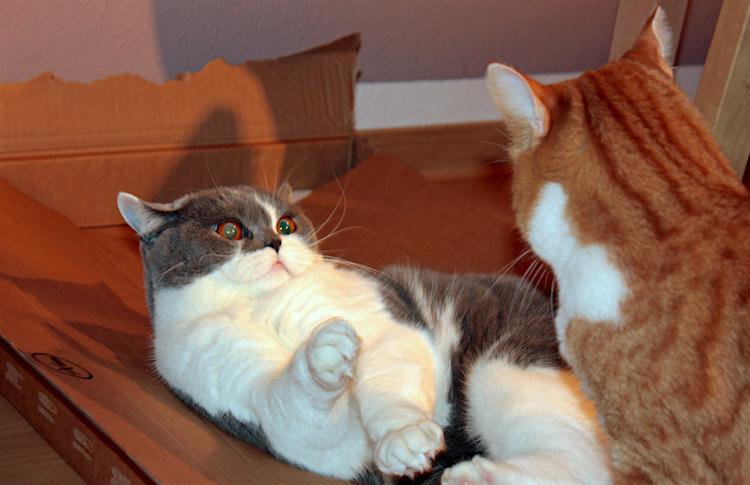 Can Cats Get Jealous? Understanding Feline Emotions
