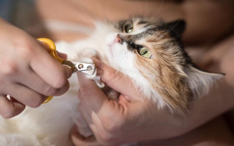 How to Train Your Cat to Tolerate Nail Trimming