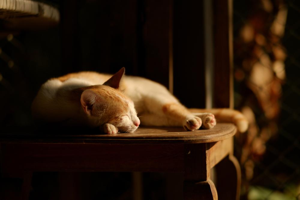 Best Nighttime Routines to Help Indoor Cats Sleep Better