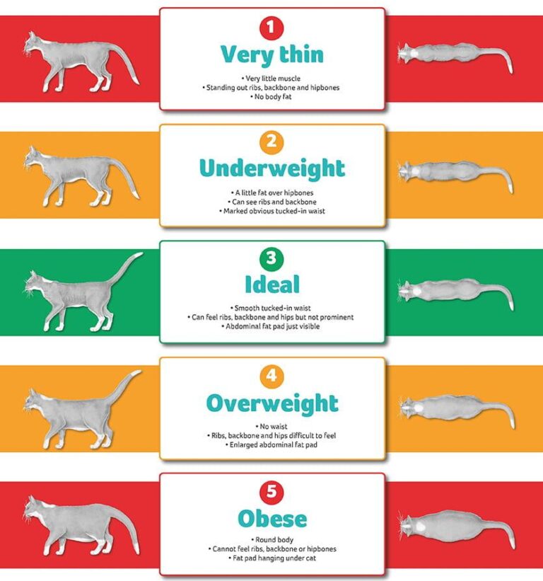 Is My Cat Too Skinny? How to Spot Underweight Signs