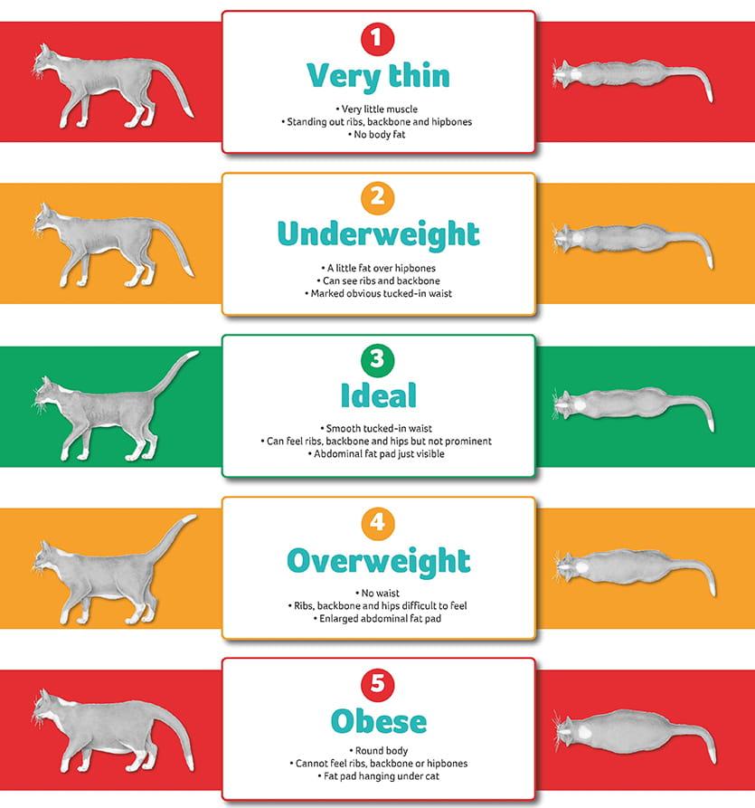 Is My Cat Too Skinny? How to Spot Underweight Signs