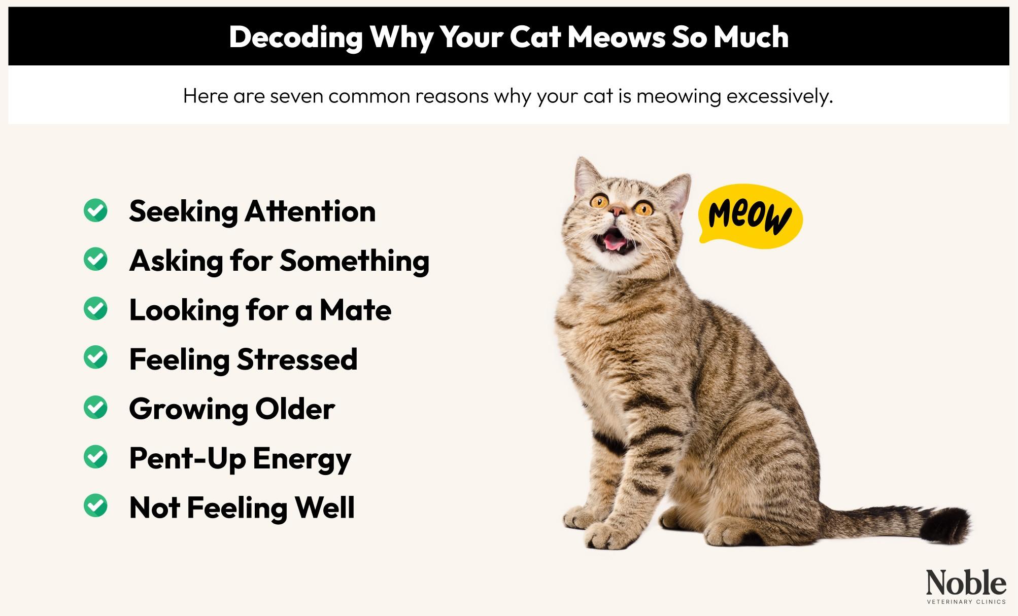cat meow behavior