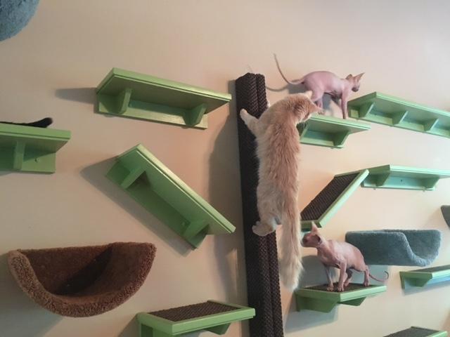 cat enrichment wall