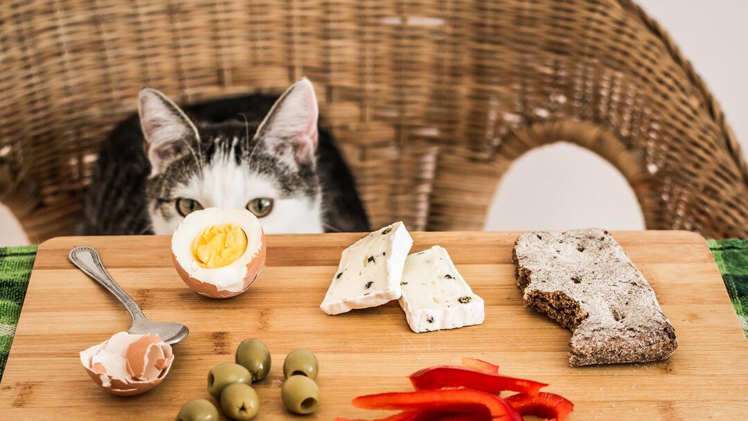 cats human food