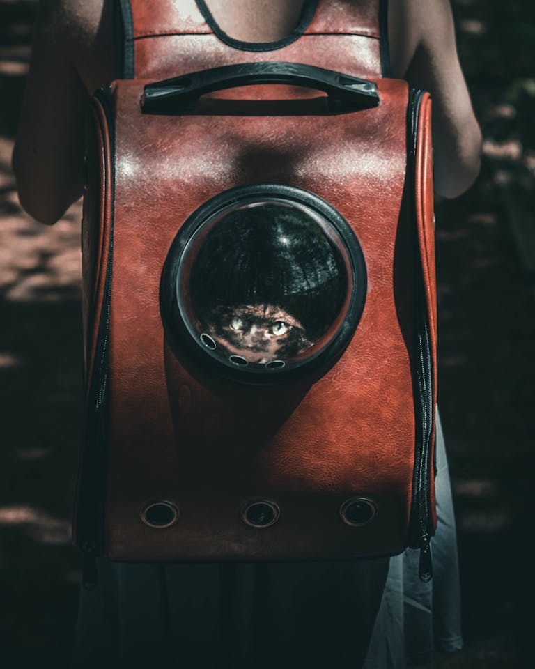 A cat peers from a stylish backpack during an outdoor hike.