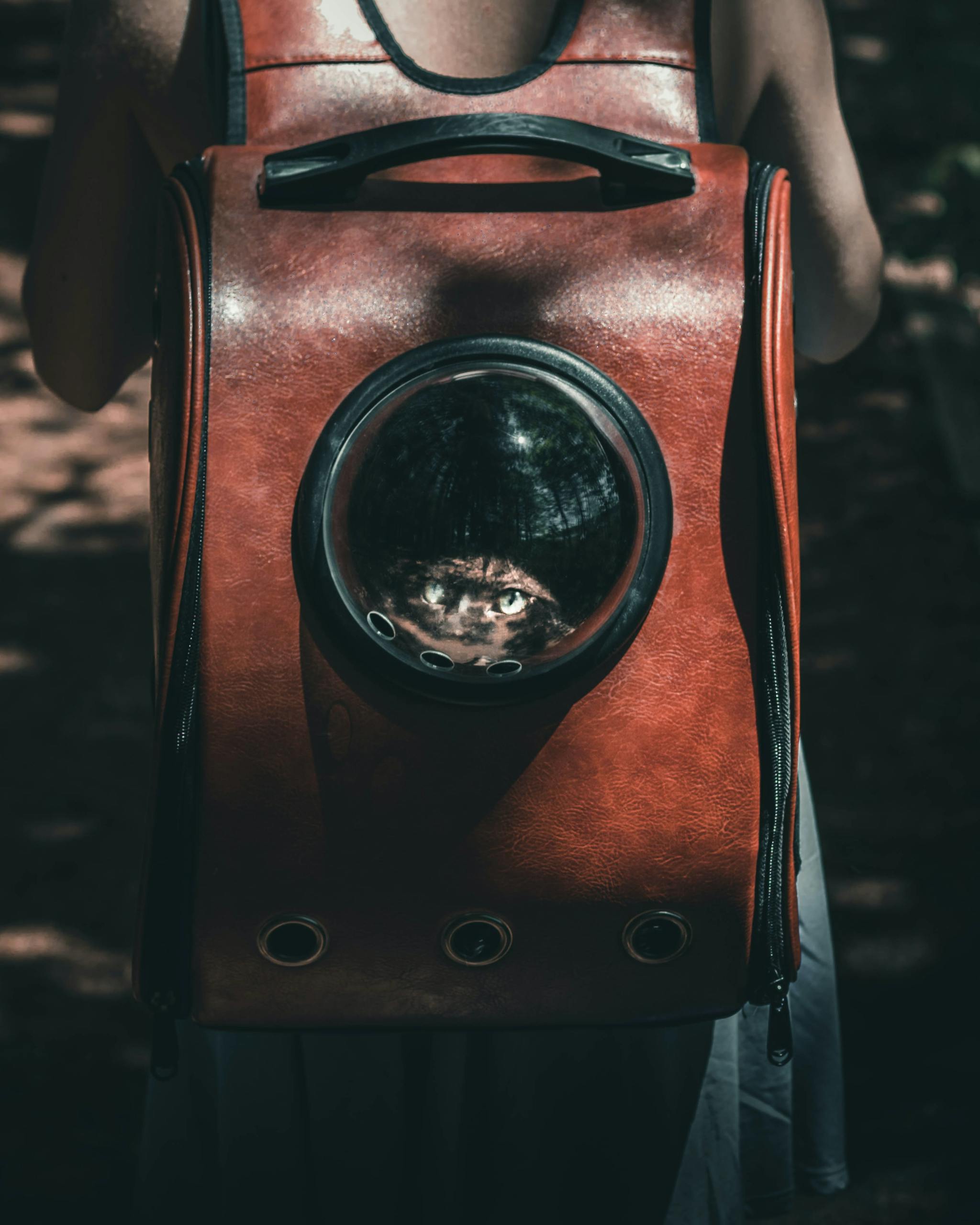 A cat peers from a stylish backpack during an outdoor hike.