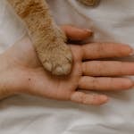 A close-up of a human hand and a cat's paw together on a soft surface.