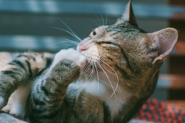 A cozy tabby cat grooming itself, captured in a close-up shot with soft lighting and focus on its whiskers.
