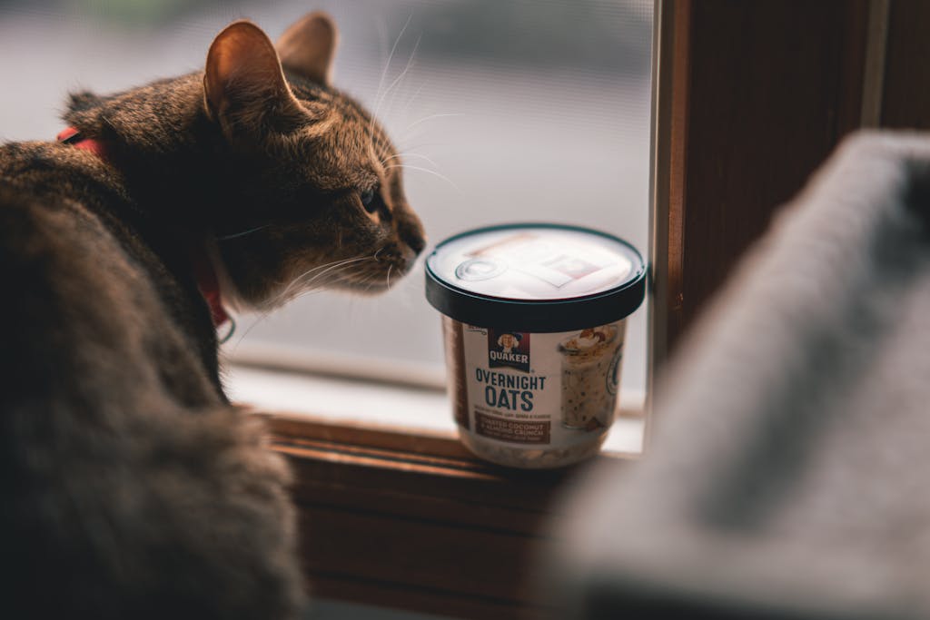 soft cat food for cats with no teeth